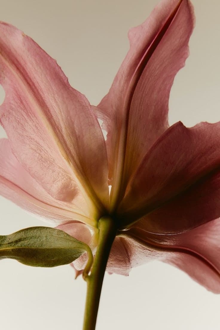 A pink lily seen from below, its petals lit against a soft backdrop